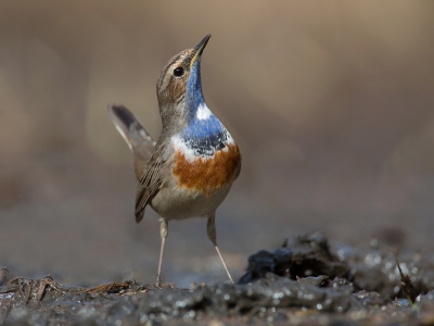 <i class='fa fa-user'></i>&nbsp;Luc Meert&nbsp;|   Blauwborst&nbsp; <i class='fa fa-eye'>&nbsp;601</i> &nbsp;<i class='fa fa-thumbs-up'>&nbsp;7</i> &nbsp; <i class='fa fa-comment-o'>&nbsp;14</i>