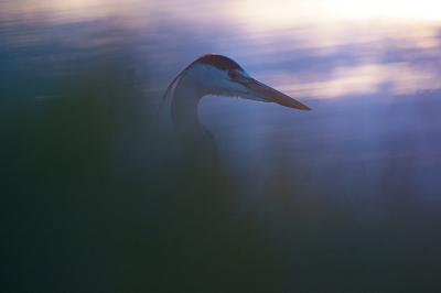 <i class='fa fa-user'></i>&nbsp;ron entius&nbsp;|   Blauwe Reiger&nbsp; <i class='fa fa-eye'>&nbsp;388</i> &nbsp;<i class='fa fa-thumbs-up'>&nbsp;2</i> &nbsp; <i class='fa fa-comment-o'>&nbsp;10</i>