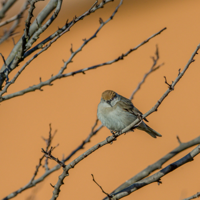 Ik hoorde ze al jaren in buurt van onze tuin zingen, maar nog nooit kunnen fotograferen , eindelijk is het gelukt zowel het mannetje als het vrouwtje. dit is het vrouwtje