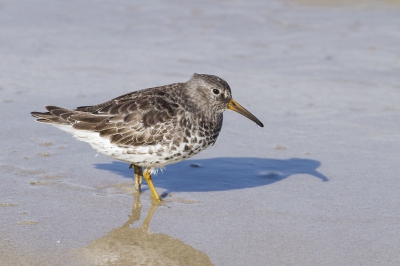 Bij de Eierlandse Dam op Texel. Tussen de stenen lopen op zoek naar alle strandlopers die daar rondliepen, nogal een uitdaging zo op die stenen. Een hoop fotos kunnen maken maar ik begin maar met deze als mijn eerste foto op de website BirdPix!