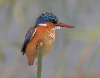<i class='fa fa-user'></i>&nbsp;guido mwm&nbsp;|   Malachietijsvogel&nbsp; <i class='fa fa-eye'>&nbsp;548</i> &nbsp;<i class='fa fa-thumbs-up'>&nbsp;2</i> &nbsp; <i class='fa fa-comment-o'>&nbsp;11</i>