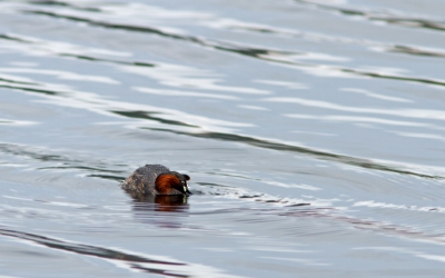 Vanuit een kijkhut over het water deze opname gemaakt. Een viertal dodaars zwom wat heen en weer.
De waterlijnen vond ik mooi bij de dodaars passen.