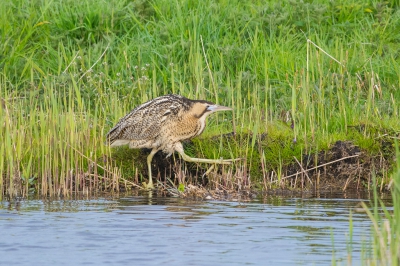 Ik zag hem al aan komen sluipen tussen het riet, gelukkig kwam hij een momentje vrij te zitten en kon ik deze foto maken. Machtig mooi zo'n Roerdomp  bezig te zien !