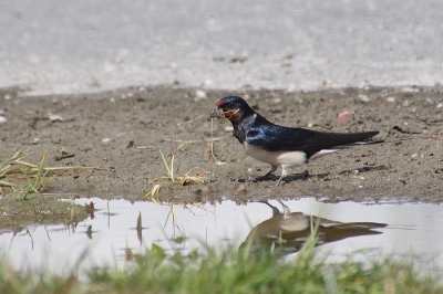 Hier is goed te zien dat de boerenzwaluw - i.t.t. de huiszwaluw - zowel klei als stro gebruikt voor zn nest. Foto gemaakt bij een modderplas op een braakliggend bouwterrein.