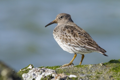 Hier is die dan, en van mijn fotos met een wat lager standpunt !
Mijn tweede foto dus op BirdPix. Tussen de stenen op de Eierlandse dam op Texel. Ik vond hem er hier eingenlijk krachtig uitzien terwijl het eingelijk een heel klein vogeltje is.