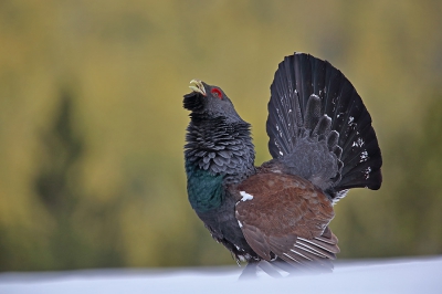 This spring we had successful Capercaillie project. It was great to see how different males(I found 4 of them in one area) defend his breeding territories.
I was sitting on the border and two males was next to my left and right hand side presenting with their great style!