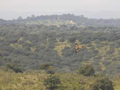 Een rode wouw zoekt naar prooi boven de steeneiken van de Extremadura.