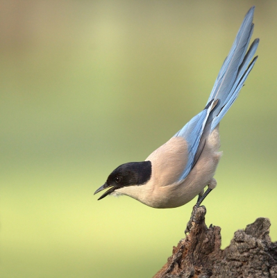 Extremadura is een prachtig gebied en in april en mei staat alles fraai in bloei een ideaal gebied om vogels te fotograferen, of met mijn vrouw een wandeling te maken dan wel een van de leuke dorpjes of stadjes te bezoeken.
Het Finca Las Abubilas van Elly en Gertjan de Zoete was een uitstekende uitvalbassis maar waar ook veel vogelsoorten voorkwamen zoals deze blauwe ekster.