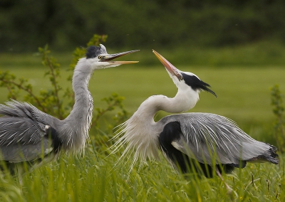 <i class='fa fa-user'></i>&nbsp;Ren�e en George&nbsp;|   Blauwe Reiger&nbsp; <i class='fa fa-eye'>&nbsp;294</i> &nbsp; <i class='fa fa-comment-o'>&nbsp;6</i>