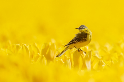 De originaliteitsprijs zal ik er niet mee winnen, maar gisteren heb ik toch ook maar eens een rondje door de bollenstreek gedaan. Zonder Kwikstaarten is het al een prachtig gezicht, maar het is natuurlijk extra leuk als ze wel even meewerken. Deze foto met als titel "geel" vond ik zelf wel geslaagd.