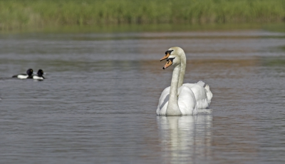 ik zie dubbel....overal paartjes de vonken spatten er vanaf grutto's in het riet slobeenden in de lucht heerlijke tijd!