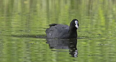 Parelmoer, vond het contrast met het groen lekker en de snavel voor het eerst mooi...vind het wit van deze snuiters best lastig...