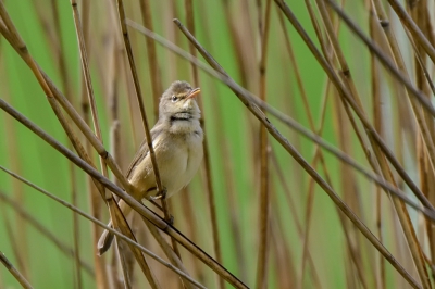 Een klein onopvallend vogeltje, maar zr vocaal. En niet snel geneigd om zich te laten zien. Redelijk zonnige en ook winderige dag. Gelukkig zwakte de wind wat af, zodat de karekiet zich wat meer in de bovenlaag van het riet waagde.