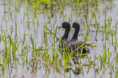 Ze zijn niet makkelijk te benaderen, Dus je kunt ze meer van achter dan van voren fotograferen.