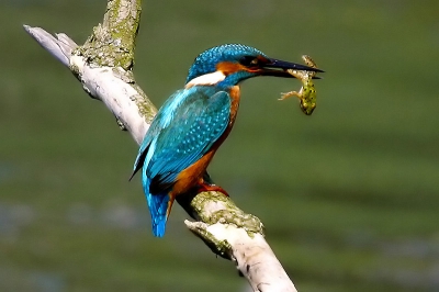 De IJsvogel had vandaag (2aug) kikkers en dikkopjes op het menu...