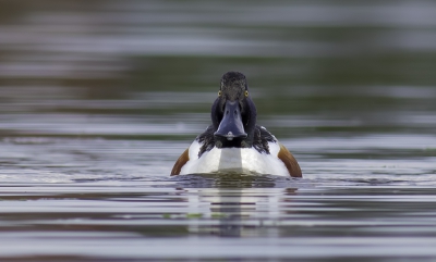 <i class='fa fa-user'></i>&nbsp;Birdwatcher70&nbsp;|   Slobeend&nbsp; <i class='fa fa-eye'>&nbsp;246</i> &nbsp;<i class='fa fa-thumbs-up'>&nbsp;1</i> &nbsp; <i class='fa fa-comment-o'>&nbsp;2</i>