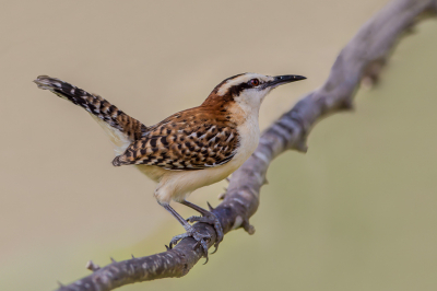 Een vogel altijd druk in de weer, dus je moet vlug zijn.