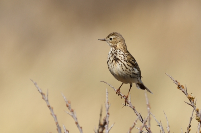 Een boompieper in de duinen. Bovenin de struiken in de duinen waren veel boompiepers actief.