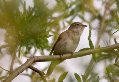 Hij zat redelijk verscholen tussen het groen, maar juist dat groen creert nu een mooie focus voor de vogel