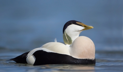 <i class='fa fa-user'></i>&nbsp;Eric van Roon&nbsp;|   Eider&nbsp; <i class='fa fa-eye'>&nbsp;356</i> &nbsp;<i class='fa fa-thumbs-up'>&nbsp;3</i> &nbsp; <i class='fa fa-comment-o'>&nbsp;9</i>