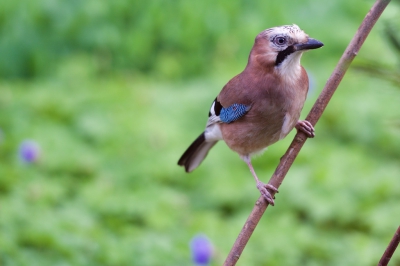 Al jaren hebben we gaaien in de tuin, maar nu komen ze tot op een paar meter van het juis