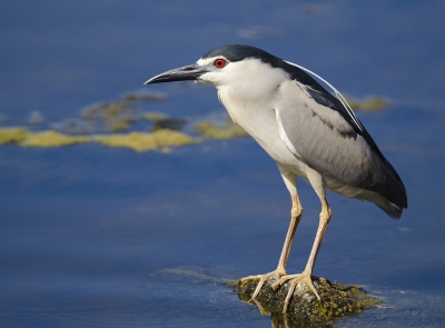 Net terug van een weekje Lesbos, dat is een week genieten wat een prachtig eiland.
De dag voor vertrek kwamen we deze Kwak tegen een onmogelijk punt om te fotograferen langs een voor Lesbos vrij drukke weg. Maar de vogel werkte mee gauw fotos gemaakt van deze schitterende vogel.