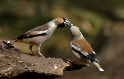 <i class='fa fa-user'></i>&nbsp;joppie&nbsp;|   Appelvink&nbsp; <i class='fa fa-eye'>&nbsp;421</i> &nbsp; <i class='fa fa-comment-o'>&nbsp;2</i>