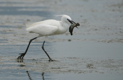<i class='fa fa-user'></i>&nbsp;Gerard Visser&nbsp;|   Chinese Zilverreiger&nbsp; <i class='fa fa-eye'>&nbsp;456</i> &nbsp; <i class='fa fa-comment-o'>&nbsp;12</i>