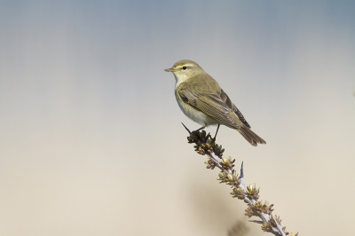 Ik dacht even een rondje om het Kennemermeer te lopen om wat te vogelen. Wat je overal hoorde was de Fitis. Ik liep daar een beetje rond en zag de ze telkens ergens in een struik topje gingen zitten langs de duinen om daar te zingen. Ik vond daar eindelijk een pad dat de duinen op ging. Boven in de duinen gaan zitten precies net boven de struikgrens, en op de achtergrond het meer en nog meer duinen maar dat was allemaal ver weg dus goed voor bokeh, vervolgens zonnetje in de rug. Even wachten en enkel 4 meters voor mijn lens ging er eentje zitten. Dat was dus even genieten en nagenieten toen ik naar de foto's keek !! Ik was er echt blij mee.