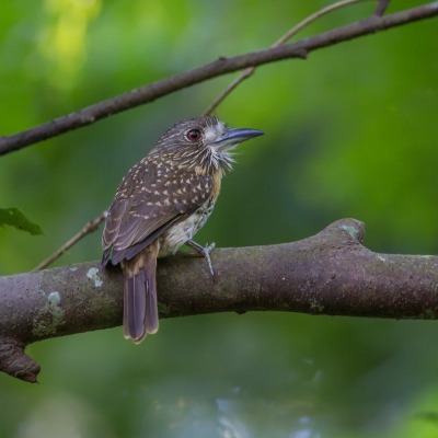 In de buurt van een een mierennest, zaten diverse soorten die hier op  afkwamen, waaronder de Puffbird female, het mannetje zat er ook maar geen goede opname van kunnen maken.