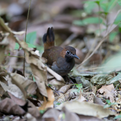 Ook deze Antbird kwam ook op de mieren af, het licht was zeer slecht, en ze zijn heel bewegelijk en altijd tussen het bald wat op de grond ligt, en ik weet niet of hij geplaatst wordt, maar het wel de 1e op BP