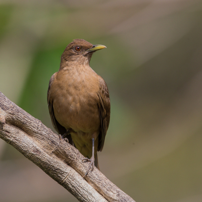 De nationale vogel van Costa Rica, niet de kleurrijkste maar te komt ze overal tegen.