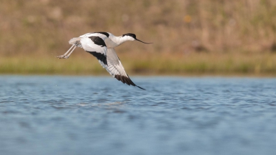 Wat is dat leuk om een eigen plekje te vinden waar mooie vogels fourangeren, en wat is het te gek dat het investeren dan word beloond in een paar paringen voor de lens. Koningsdag beloofde slecht weer te leveren maar het viel heel erg mee. 
Dit was te gek maar dat er nog een zwarte ibis zomerkleed voor 5 min liep was helemaal kikken (zie pa). 

Groet Albert.