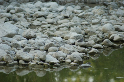 groenpootruiter tussen keien in een langzaam stromende rivier.
het verenkleed van de groenpootruiter komt overeen met de vorm en kleur van de keien in de rivier, waardoor de vogel ietwat moeilijk te vinden is en opgaat in de omgeving.