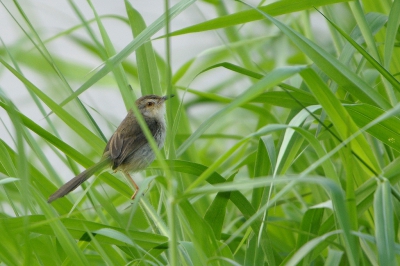 <i class='fa fa-user'></i>&nbsp;Gerard Visser&nbsp;|   Witteugelprinia&nbsp; <i class='fa fa-eye'>&nbsp;218</i> &nbsp; <i class='fa fa-comment-o'>&nbsp;3</i>