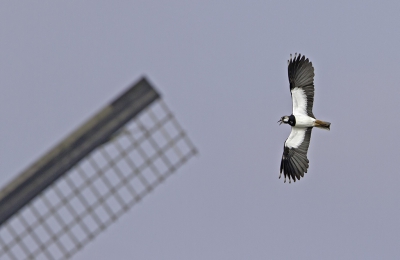 De kievit en de wiek...door zijn onvoorspelbare manoeuvres is het heel lastig om hem in vlucht goed vast te leggen, af en toe lukt het..