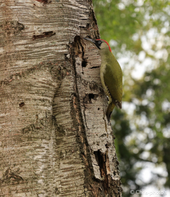 groene specht tegen de boom genomen vanuit de auto 

iso 1600  F/7.1    1/ 500