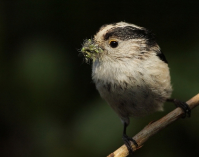 knap hoe ze al die insecten vinden met de soms toch stevige wind van vandaag, als het wat harder ging waaien doken ze wat dieper het groen in en als de wind weer wat rustiger werd dan kwamen ze weer tevoorschijn.