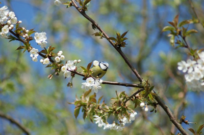 een prachtig vogeltje in een mooi kleed vergezeld door een bloesem bloem. vogel was vlug en schuw maar toch een leuk plaatje weten te maken