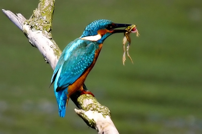 De IJsvogel had vandaag (2aug) kikkers en dikkopjes op het menu...