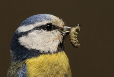 lekker weer vandaag dus uit m'n werk snel de camera gepakt, toen ik uit de deur stapte zat deze pimpel voor m'n neus met voer in z'n bekkie voor z'n jongen die bij ons in een nestkast zitten. hij zit vlak bij de deur in de achtertuin dus hij is wel aan wat drukte gewend, vandaar dattie mooi even bleef zitten. heb er een mooie close-up van kunnen maken.