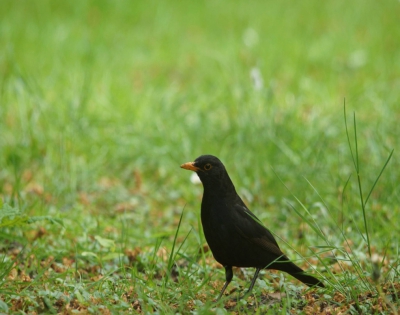 tijdens een rit in de omgeving waar ik was zag ik de merel in het gras zitten in goede positie. de merel man had niks door en ik heb onder goede weer omstandigheden de merel ook op foto gezet.