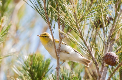 Een mooi klein eilandje bij Mallorca waar veel trekkers even komen bijtanken. Ik hoorde geen enkele vogel dus het vinden van de vogels was lastig. Toen ik de fluiter had gevonden was het vastleggen de volgende lastigheid vanwege de beweeglijkheid en de vele takken. Van vele pogingen was dit de beste