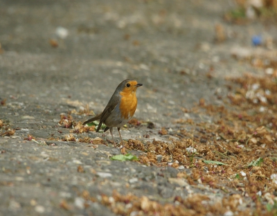 in het park rond rijdend zag ik op de grond de roodborst zitten met me camera en lens bij de hand heb ik onder goede weer omstandigheden er een foto weten te maken. dat park is meestal druk op vrije dag momenten dus dat viel mee dat me dat nu wel goed luken.