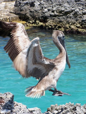 Cabin Crew, Ready for Landing!