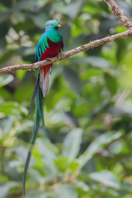 Een van de mooiste vogel van Costa Rica, met zijn enorme staart. en ik kon hem ook nog eens mooi vrij opzetten.