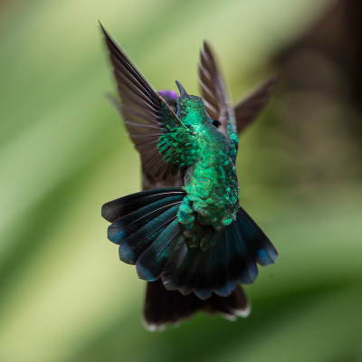 De kolibries beschermen hun struik met bloemen, soms met een hevig gevecht.