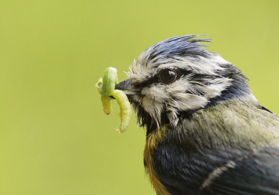 vandaag niet super weertje, veel motregen..., toch maar even m'n camera gepakt om nog een paar foto's te maken van de pimpelmeesjes in onze tuin, ze zijn al helemaal gewend aan mensen, ik heb goed opgelet of ik ze misschien verstoor of dat ze misschien afwijkend gedrag vertoonde, dit bleek niet zo te zijn dus ik heb er een paar foto's van gemaakt, blij met deze opname!