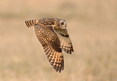 Een eerste ontmoeting met een Velduil, wat kun je daar blij van worden. Ook nog een geluk dat hij redelijk vroeg op de avond kwam zodat ik er ook nog foto's van kon maken.