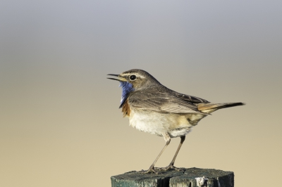 Genomen op een mooie lente avond.

Ondanks dat er al redelijk wat blauwborsten zijn geplaatst vindt ik deze toch wel de moeite.

Grt. Sjors